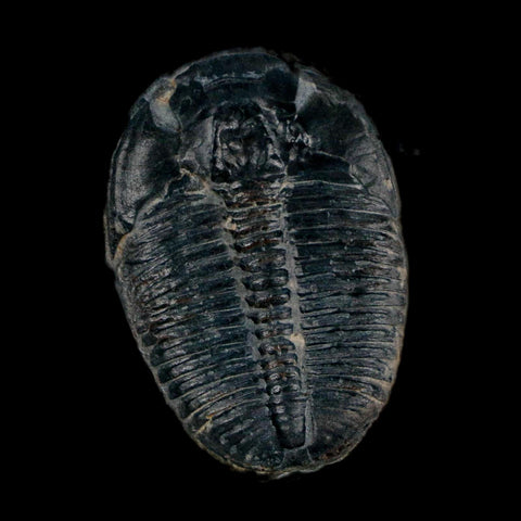 XL 1.4" Elrathia Kingi Trilobite Fossil In Matrix House Range Utah Cambrian Age COA - Fossil Age Minerals