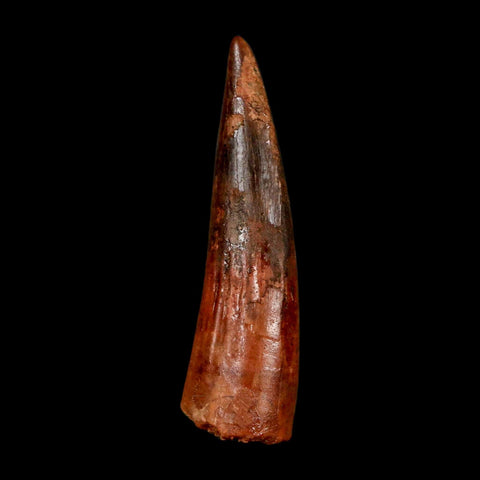 2" Spinosaurus Fossil Tooth 100 Million Years Old Cretaceous Dinosaur COA Stand