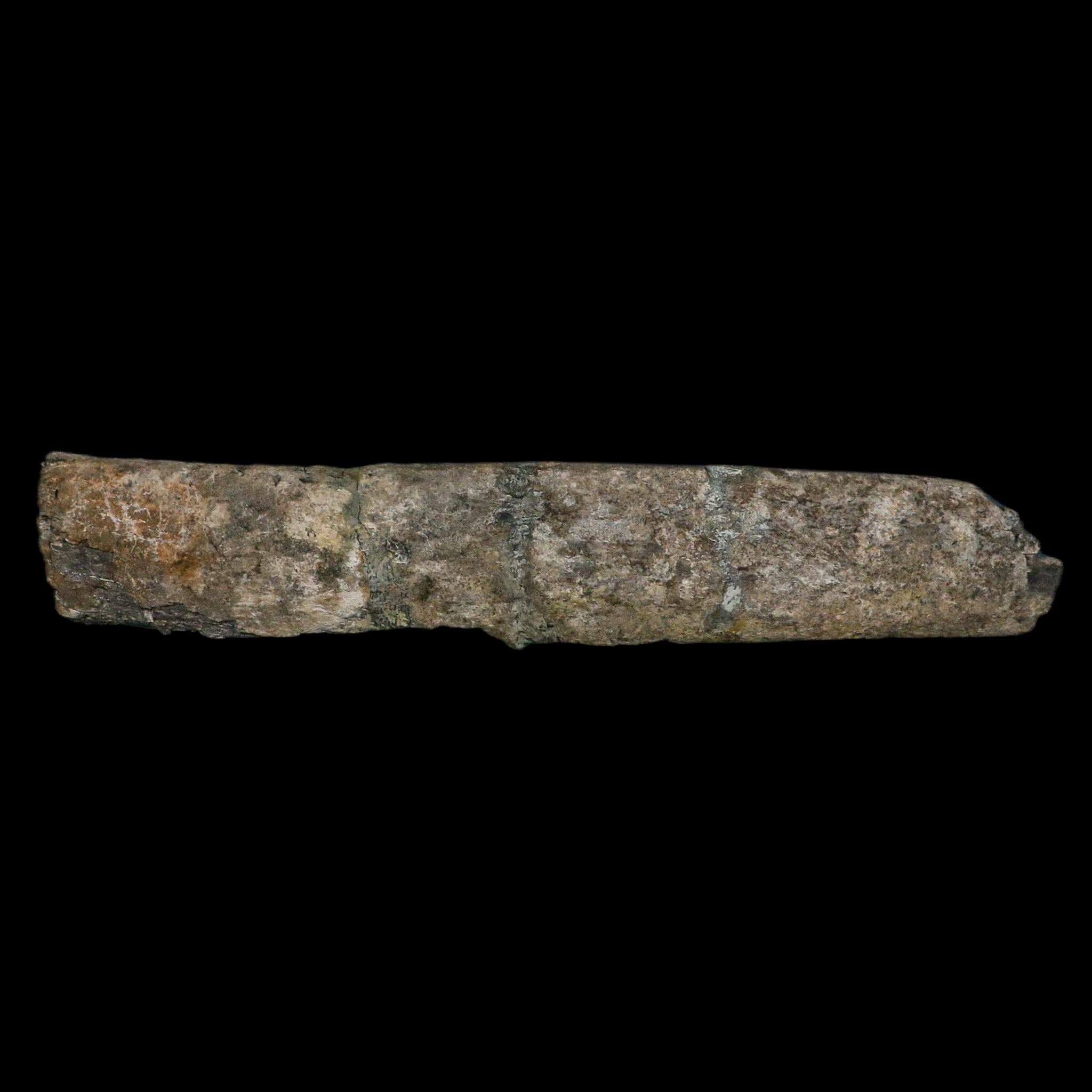 11.4" Camarasaurus Dinosaur Fossil Rib Bone Morrison FM CO Jurassic Age COA Stand - Fossil Age Minerals
