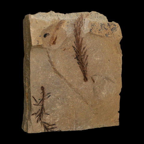 1.6" Detailed Fossil Plant Leafs Metasequoia Dawn Redwood Oligocene Age MT COA