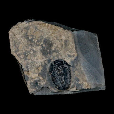 XL 1.4" Elrathia Kingi Trilobite Fossil In Matrix House Range Utah Cambrian Age COA - Fossil Age Minerals