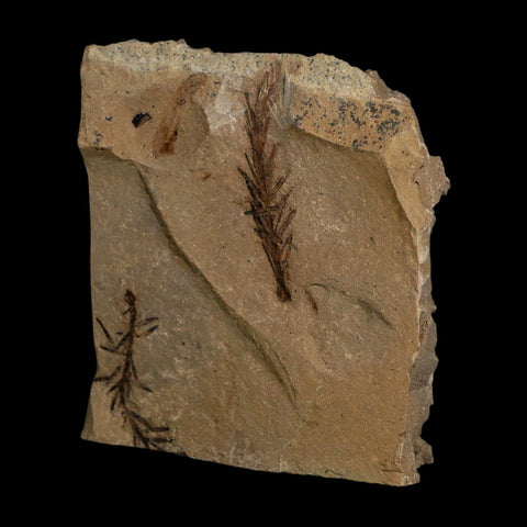 1.6" Detailed Fossil Plant Leafs Metasequoia Dawn Redwood Oligocene Age MT COA
