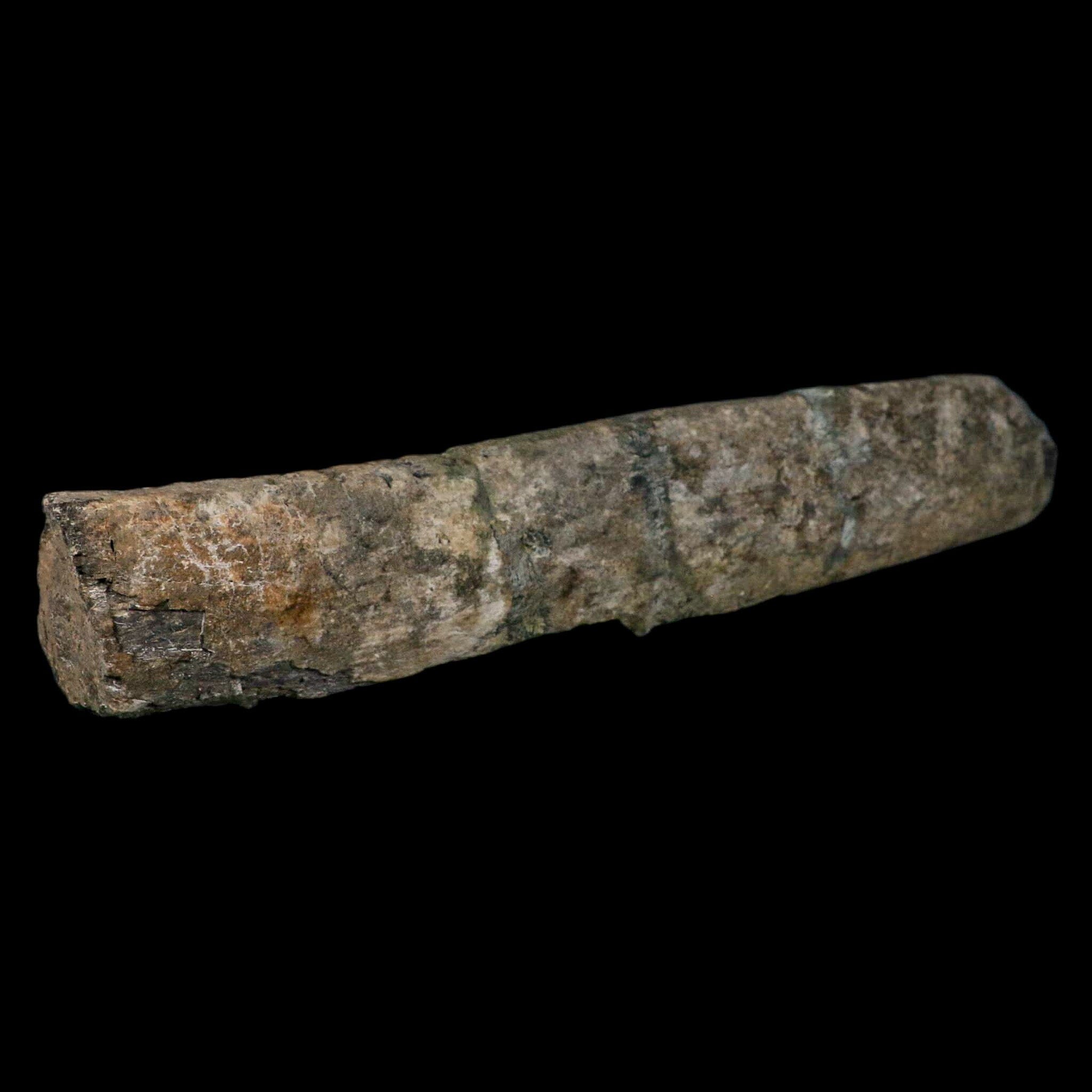 11.4" Camarasaurus Dinosaur Fossil Rib Bone Morrison FM CO Jurassic Age COA Stand - Fossil Age Minerals