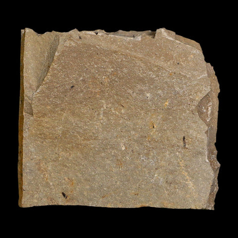 1.6" Detailed Fossil Plant Leafs Metasequoia Dawn Redwood Oligocene Age MT COA