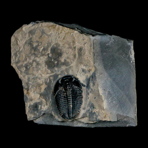 XL 1.4" Elrathia Kingi Trilobite Fossil In Matrix House Range Utah Cambrian Age COA - Fossil Age Minerals