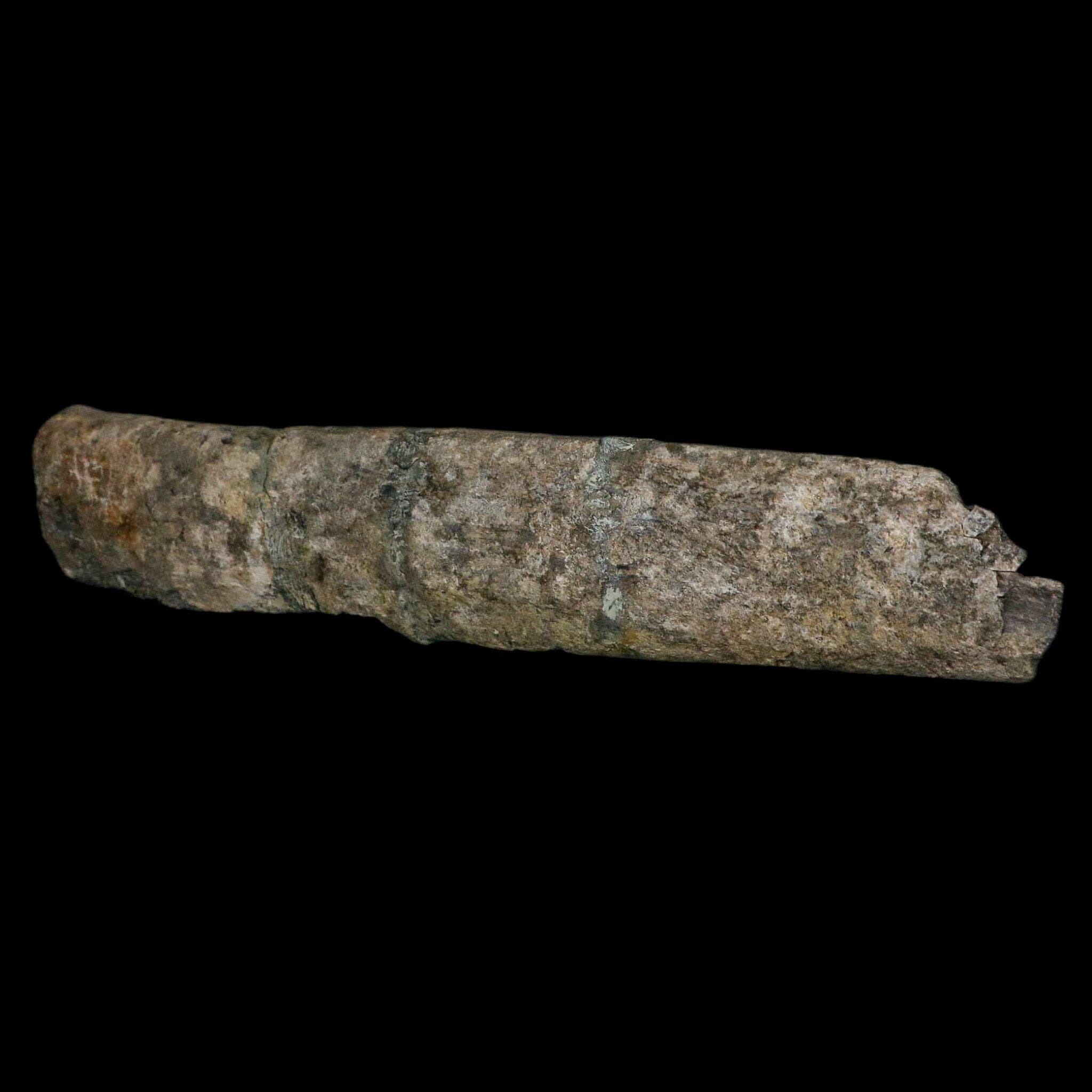 11.4" Camarasaurus Dinosaur Fossil Rib Bone Morrison FM CO Jurassic Age COA Stand - Fossil Age Minerals