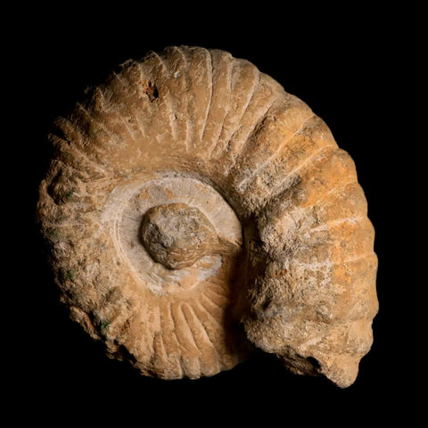 4.4" Acanthoceras Ammonite Fossil Agadir Morocco 360 Million Year Old COA - Fossil Age Minerals