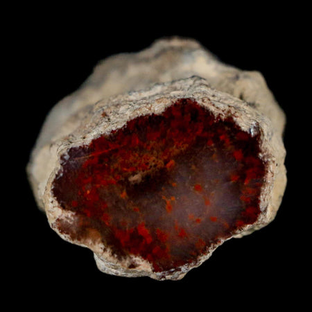 3.6" Fossilized Petrified Wood Branch Texas Springs NV 66-150 Million Yrs Old