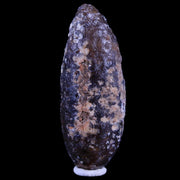 XL 2.2" Fossil Pine Cone Equicalastrobus Replaced By Agate Eocene Age Seeds Fruit