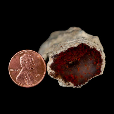 3.6" Fossilized Petrified Wood Branch Texas Springs NV 66-150 Million Yrs Old