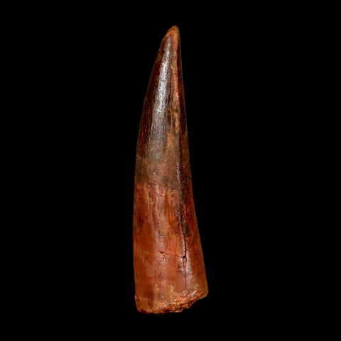 2" Spinosaurus Fossil Tooth 100 Million Years Old Cretaceous Dinosaur COA Stand