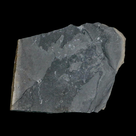 XL 1.4" Elrathia Kingi Trilobite Fossil In Matrix House Range Utah Cambrian Age COA - Fossil Age Minerals