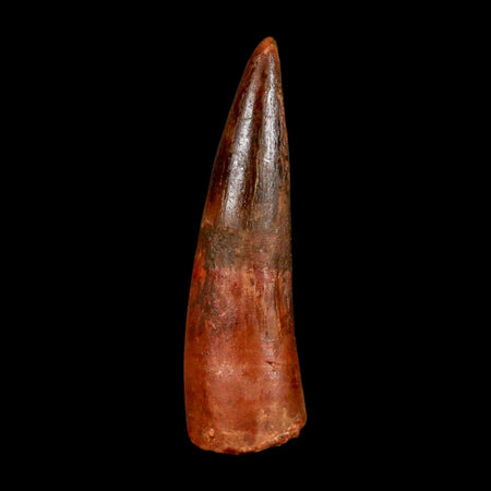 2" Spinosaurus Fossil Tooth 100 Million Years Old Cretaceous Dinosaur COA Stand