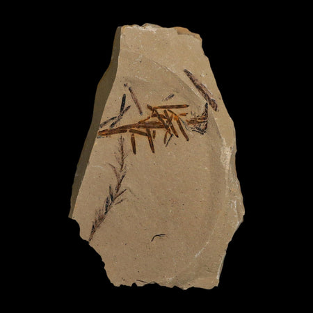 2.3" Detailed Fossil Plant Leafs Metasequoia Dawn Redwood Oligocene Age MT COA
