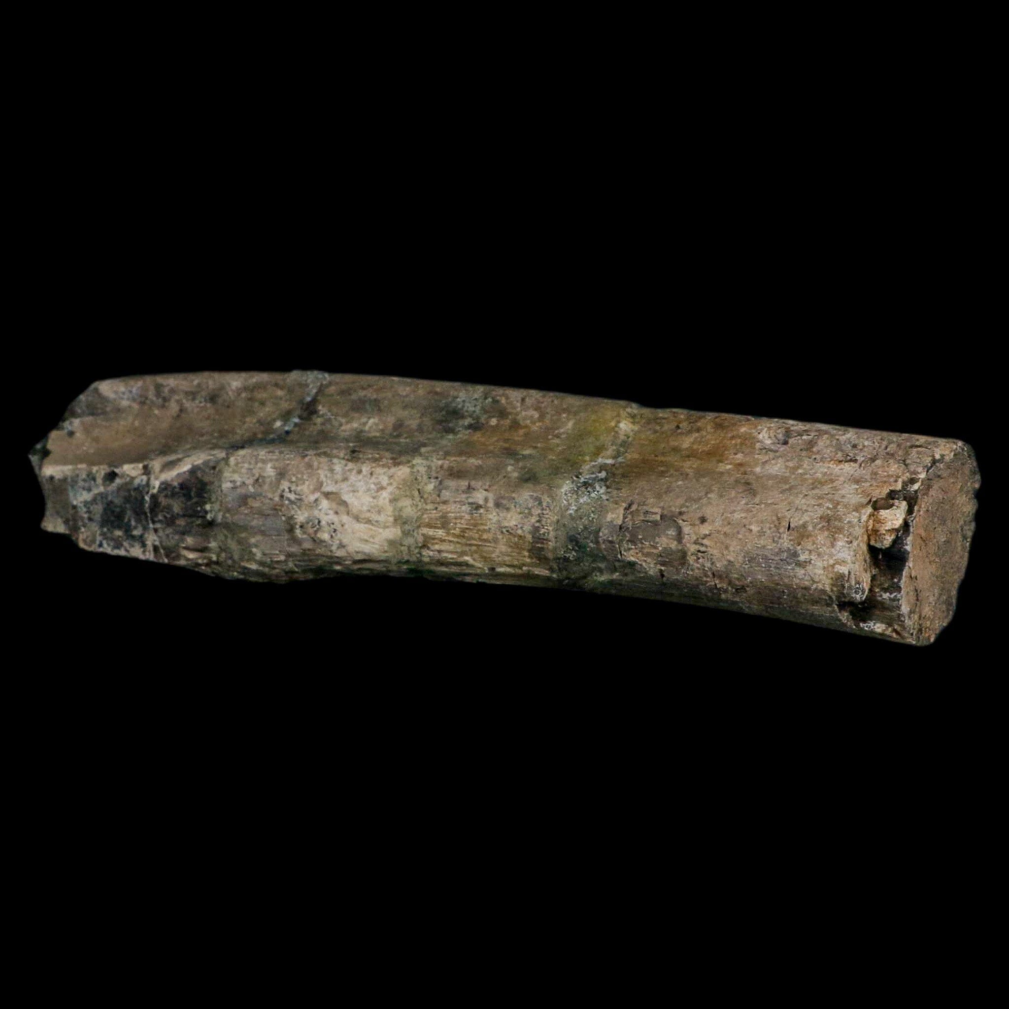 11.4" Camarasaurus Dinosaur Fossil Rib Bone Morrison FM CO Jurassic Age COA Stand - Fossil Age Minerals
