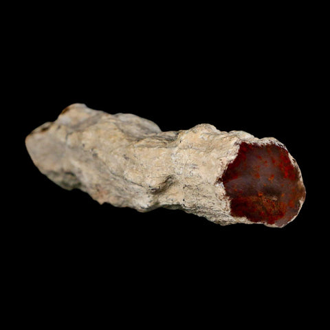 3.6" Fossilized Petrified Wood Branch Texas Springs NV 66-150 Million Yrs Old