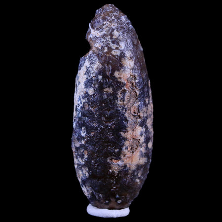 XL 2.2" Fossil Pine Cone Equicalastrobus Replaced By Agate Eocene Age Seeds Fruit