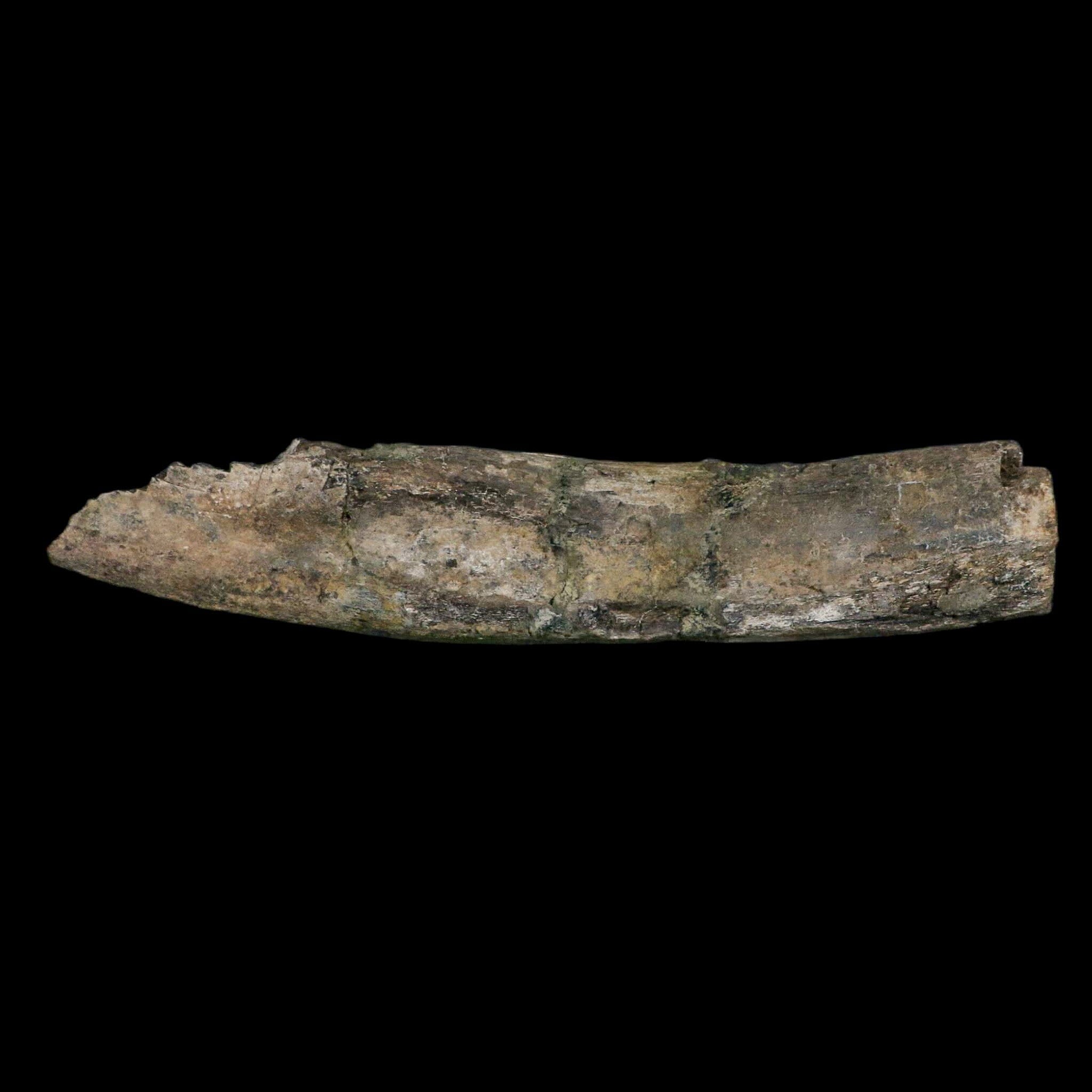 11.4" Camarasaurus Dinosaur Fossil Rib Bone Morrison FM CO Jurassic Age COA Stand - Fossil Age Minerals