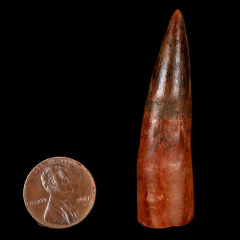 2" Spinosaurus Fossil Tooth 100 Million Years Old Cretaceous Dinosaur COA Stand