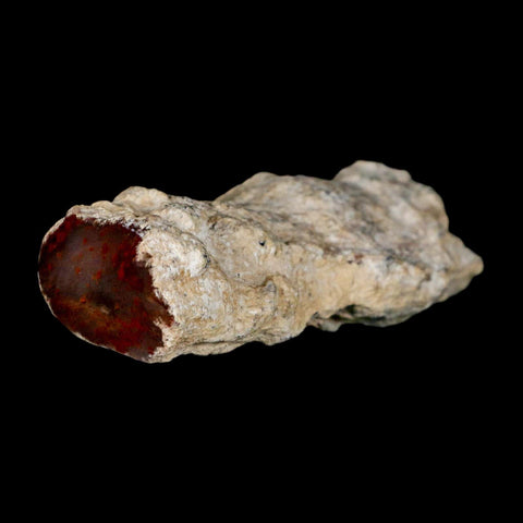 3.6" Fossilized Petrified Wood Branch Texas Springs NV 66-150 Million Yrs Old