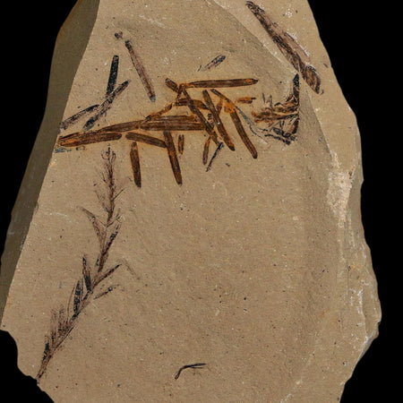 2.3" Detailed Fossil Plant Leafs Metasequoia Dawn Redwood Oligocene Age MT COA