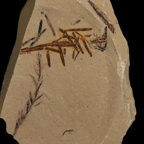 2.3" Detailed Fossil Plant Leafs Metasequoia Dawn Redwood Oligocene Age MT COA
