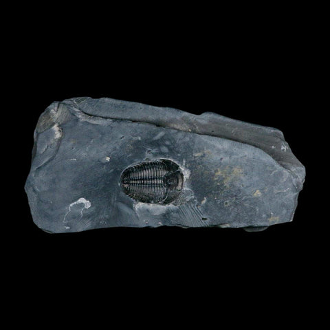 XL 1.4" Elrathia Kingi Trilobite Fossil In Matrix House Range Utah Cambrian Age COA - Fossil Age Minerals