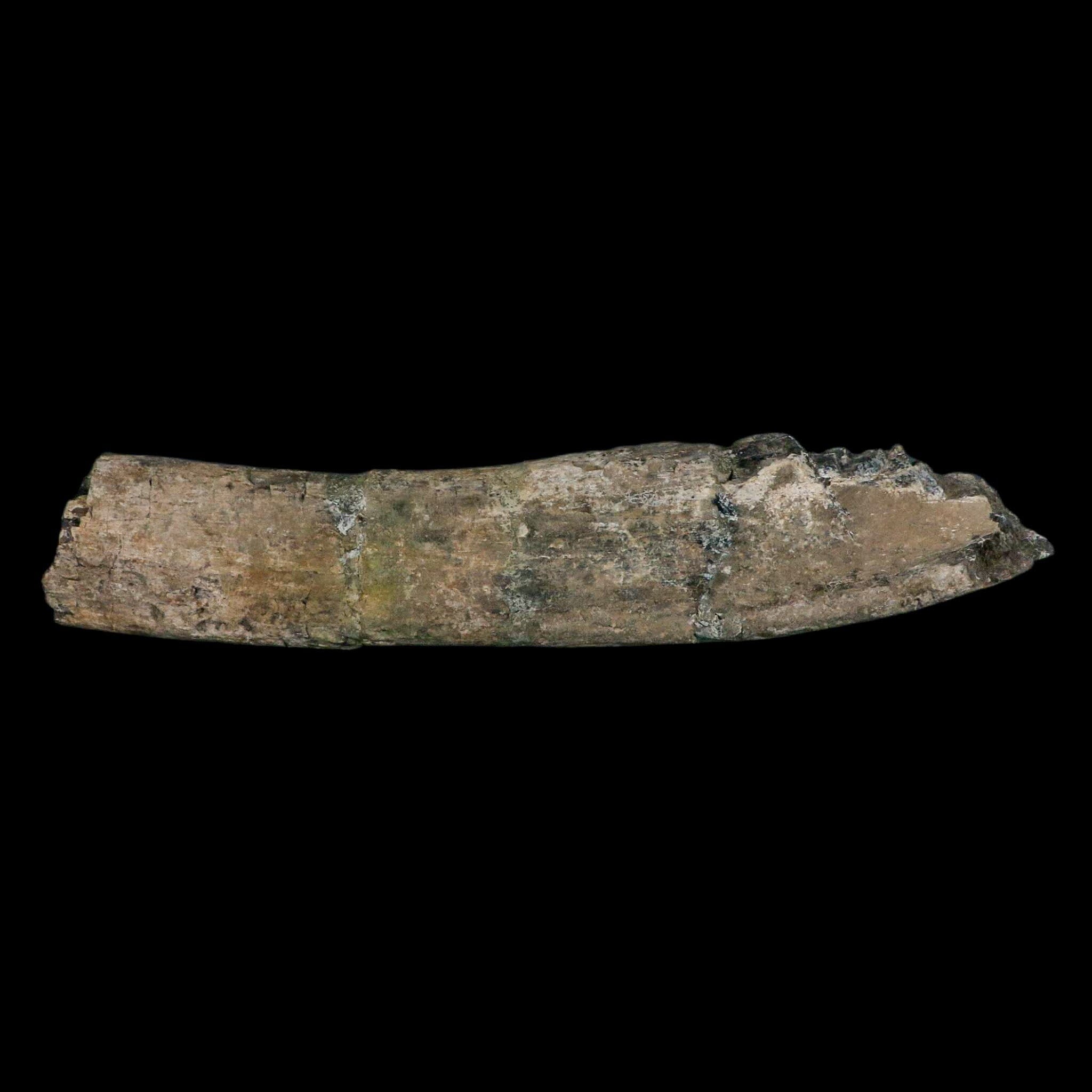 11.4" Camarasaurus Dinosaur Fossil Rib Bone Morrison FM CO Jurassic Age COA Stand - Fossil Age Minerals