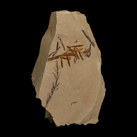 2.3" Detailed Fossil Plant Leafs Metasequoia Dawn Redwood Oligocene Age MT COA