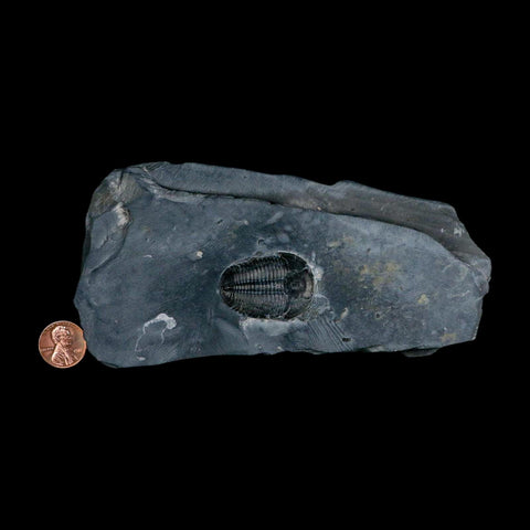 XL 1.4" Elrathia Kingi Trilobite Fossil In Matrix House Range Utah Cambrian Age COA - Fossil Age Minerals