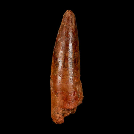 2" Spinosaurus Fossil Tooth 100 Million Years Old Cretaceous Dinosaur COA Stand