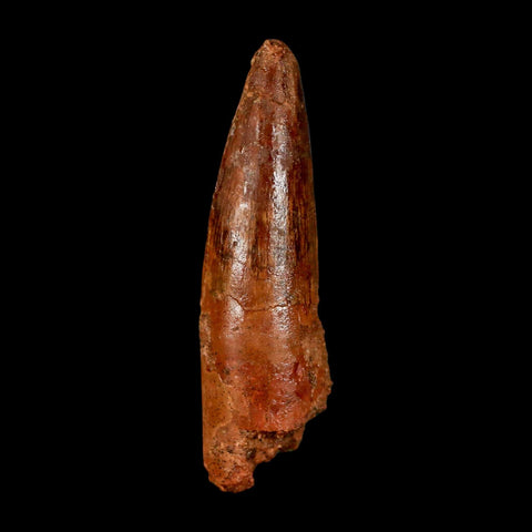 2" Spinosaurus Fossil Tooth 100 Million Years Old Cretaceous Dinosaur COA Stand