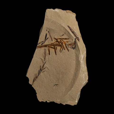 2.3" Detailed Fossil Plant Leafs Metasequoia Dawn Redwood Oligocene Age MT COA
