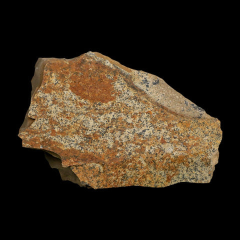 2.3" Detailed Fossil Plant Leafs Metasequoia Dawn Redwood Oligocene Age MT COA
