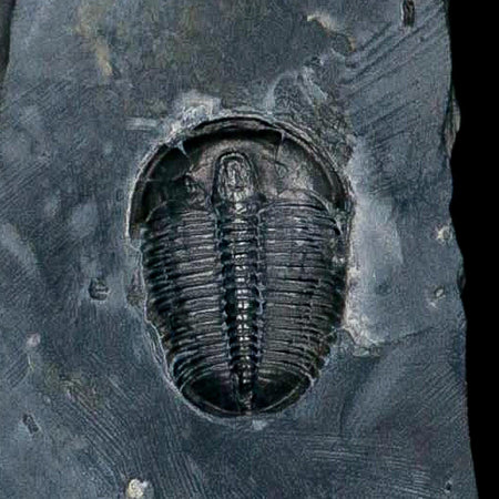XL 1.4" Elrathia Kingi Trilobite Fossil In Matrix House Range Utah Cambrian Age COA
