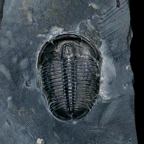 XL 1.4" Elrathia Kingi Trilobite Fossil In Matrix House Range Utah Cambrian Age COA - Fossil Age Minerals
