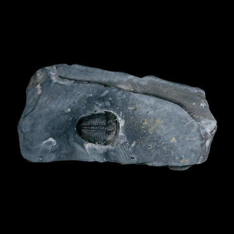 XL 1.4" Elrathia Kingi Trilobite Fossil In Matrix House Range Utah Cambrian Age COA - Fossil Age Minerals