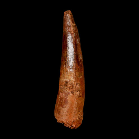 2" Spinosaurus Fossil Tooth 100 Million Years Old Cretaceous Dinosaur COA Stand