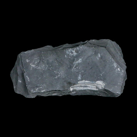 XL 1.4" Elrathia Kingi Trilobite Fossil In Matrix House Range Utah Cambrian Age COA - Fossil Age Minerals