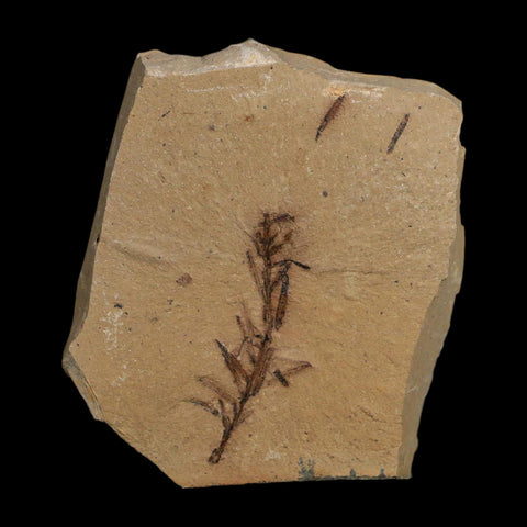 1.4" Detailed Fossil Plant Leafs Metasequoia Dawn Redwood Oligocene Age MT COA