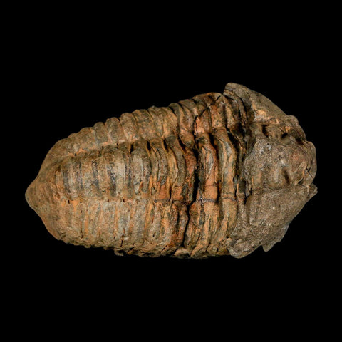 3.5" Flexicalymene Trilobite Fossil Ordovician Age Tazzarine Region Morocco COA - Fossil Age Minerals