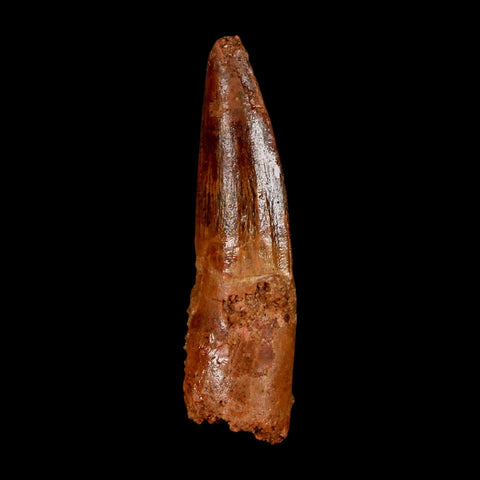 2" Spinosaurus Fossil Tooth 100 Million Years Old Cretaceous Dinosaur COA Stand