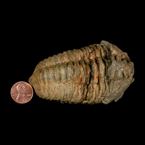3.5" Flexicalymene Trilobite Fossil Ordovician Age Tazzarine Region Morocco COA - Fossil Age Minerals