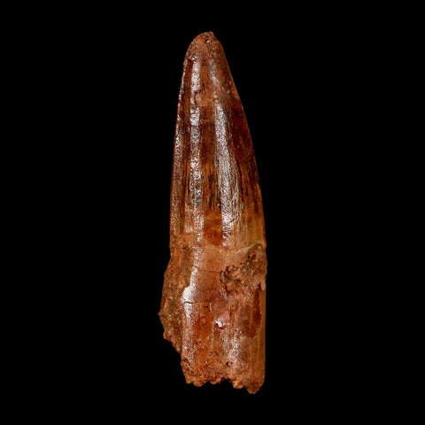 2" Spinosaurus Fossil Tooth 100 Million Years Old Cretaceous Dinosaur COA Stand