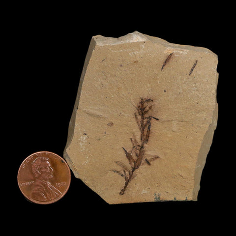 1.4" Detailed Fossil Plant Leafs Metasequoia Dawn Redwood Oligocene Age MT COA
