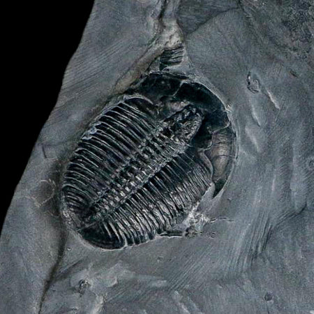 XL 1.4" Elrathia Kingi Trilobite Fossil In Matrix House Range Utah Cambrian Age COA