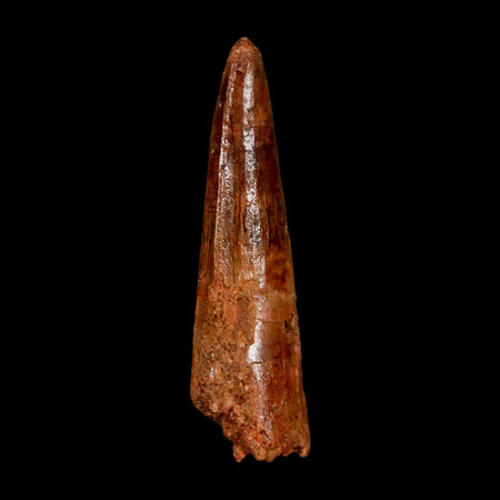 2" Spinosaurus Fossil Tooth 100 Million Years Old Cretaceous Dinosaur COA Stand