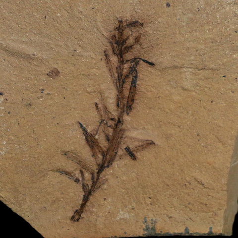 1.4" Detailed Fossil Plant Leafs Metasequoia Dawn Redwood Oligocene Age MT COA