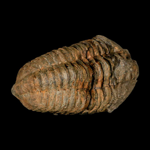 3.5" Flexicalymene Trilobite Fossil Ordovician Age Tazzarine Region Morocco COA - Fossil Age Minerals