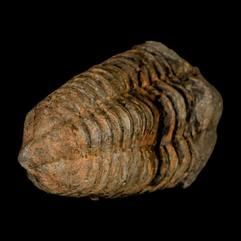 3.5" Flexicalymene Trilobite Fossil Ordovician Age Tazzarine Region Morocco COA - Fossil Age Minerals